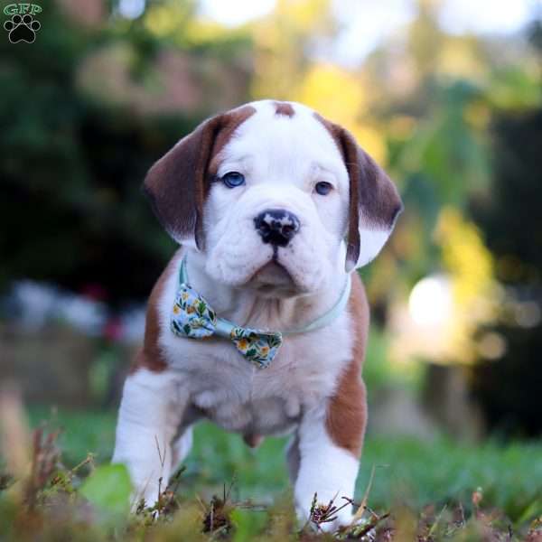 Miles, Beabull Puppy